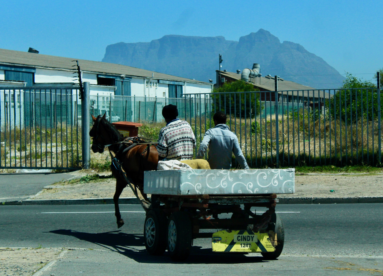 Looking Out For Cape Town s Cart Horses GroundUp